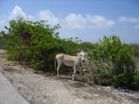 Donkey park